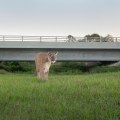 Political Campaigns in Lee County, FL: Addressing Climate Change