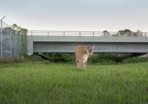 Political Campaigns in Lee County, FL: Addressing Climate Change